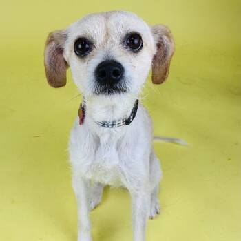 Terrier Dogs Available for Adoption - Skittles | PetCurious