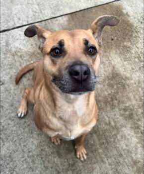 Pit Bull Terrier Dogs Available for Adoption - Leona | PetCurious