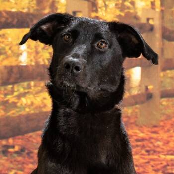 Rescue Mixed Breed Dogs for Adoption in Newport, Tennessee - Carrie | PetCurious