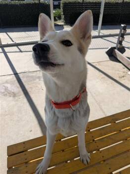 Siberian Husky and German Shepherd Dog Dogs Available for Adoption - Fennec | PetCurious