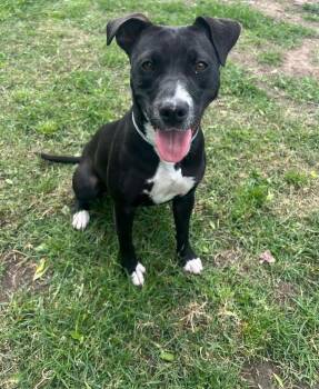 Pit Bull Terrier and Mixed Breed Dogs Available for Adoption in Conroe, Texas - SOCKS | PetCurious