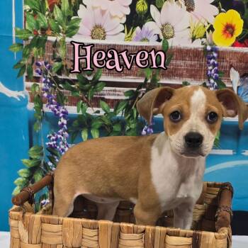Mixed Breed Dogs Available for Adoption in Joliet, Illinois - Heaven | PetCurious
