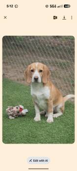 Beagle Dogs Available for Adoption in Pemberton Township, New Jersey - WHISKEY  | PetCurious