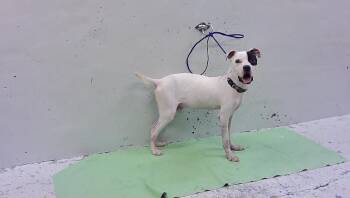 PONGO -  Staffordshire Bull Terrier and Mixed Breed Dog for Adoption in Houston, Texas - PONGO | PetCurious