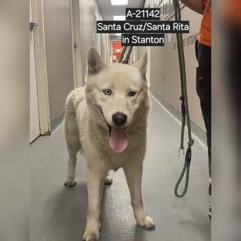 Husky Dogs Available for Adoption in Westminster, California - WAGS-Stray-21142 | PetCurious