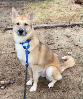 German Shepherd Dog Dogs Available for Adoption in Baker City, Oregon - Kaiyah | PetCurious