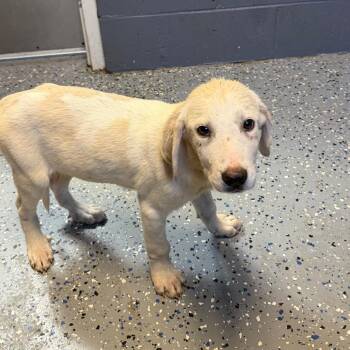 TUSC-Stray-85880_2_3_4_5 -  Labrador Retriever and Great Pyrenees Dog for Adoption in Tuscaloosa, Alabama - TUSC-Stray-85880_2_3_4_5 | PetCurious
