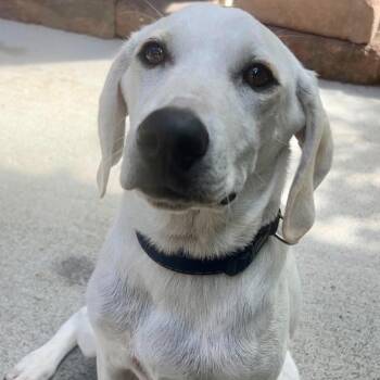 Duke -  Labrador Retriever and Mixed Breed Dog for Adoption in Brainerd, Minnesota - Duke | PetCurious