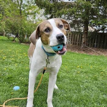 Mixed Breed Dogs Available for Adoption in Madison, Wisconsin - Toby | PetCurious