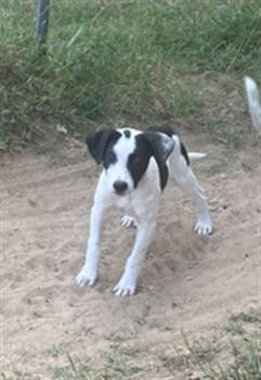 Rescue Mixed Breed Dogs for Adoption in Dallas, Texas - LUCY | PetCurious