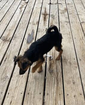 Rescue Chihuahua Dogs for Adoption in Chula Vista, California - Ariel | PetCurious