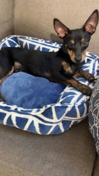 Rescue Chihuahua Dogs for Adoption in Conroe, Texas - Dug | PetCurious