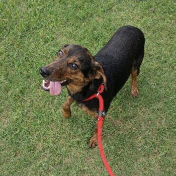 Mixed Breed Dogs Available for Adoption in Corsicana, Texas - Jewels D46645 | PetCurious