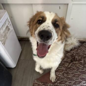 Saint Bernard and Great Pyrenees Dogs Available for Adoption - Duke | PetCurious