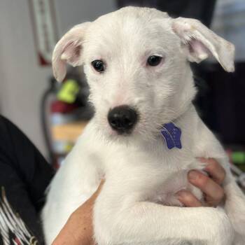 Twizzler -  Mixed Breed Dog for Adoption in San Francisco, California - Twizzler | PetCurious