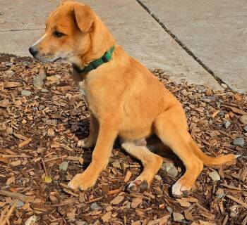 Australian Cattle Dog Blue Heeler and Catahoula Leopard Dog Dogs Available for Adoption in Harlingen, Texas - Jasper | PetCurious
