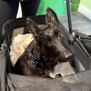Scottish Terrier Dogs Available for Adoption - Saint | PetCurious