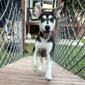 August -  German Shepherd Dog Dog for Adoption in Lenexa, Kansas - August | PetCurious