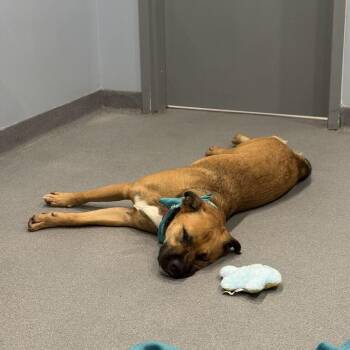 Bruno -  Mixed Breed Dog for Adoption in Canal Winchester, Ohio - Bruno | PetCurious