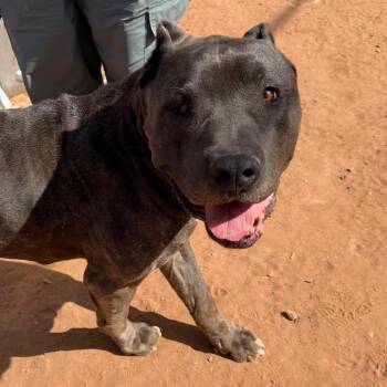 Mastiff Dogs Available for Adoption - Harvey | PetCurious
