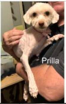 Prilla -  Maltese and Poodle Dog for Adoption - Prilla | PetCurious