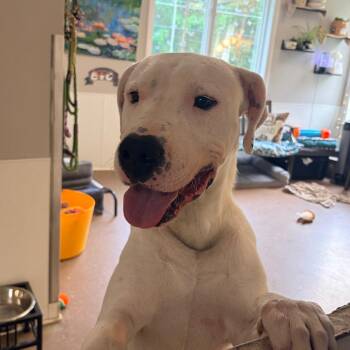 Pit Bull Terrier Dogs Available for Adoption in Belleville, Illinois - T-Bone | PetCurious
