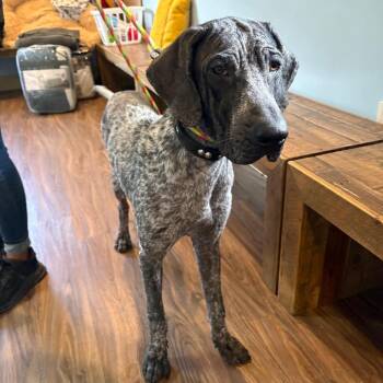 Lilly 2146 -  German Shorthaired Pointer Dog for Adoption in Loxahatchee Groves, Florida - Lilly 2146 | PetCurious