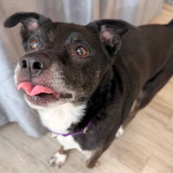 Henry -  Collie and Mixed Breed Dog for Adoption in Green Bay, Wisconsin - Henry | PetCurious
