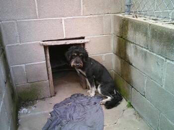 GIGI -  Poodle and Schnauzer Dog for Adoption in Sapulpa, Oklahoma - GIGI | PetCurious