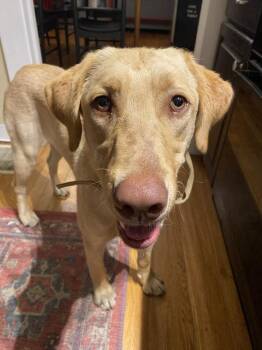 Descheners / Chess -  Labrador Retriever Dog for Adoption in Broomfield, Colorado - Descheners / Chess | PetCurious