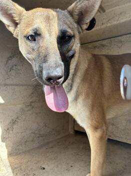 LEO -  German Shepherd Dog and Mixed Breed Dog for Adoption in Oklahoma City, Oklahoma - LEO | PetCurious