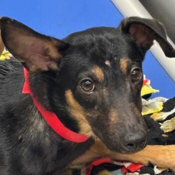 Rue Rue -  Shepherd and Rottweiler Dog for Adoption in Tampa, Florida - Rue Rue | PetCurious