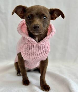 Chihuahua Dogs Available for Adoption in Palo Alto, California - Roulette | PetCurious