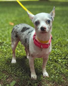 Chihuahua and Mixed Breed Dogs Available for Adoption in Malvern, Pennsylvania - Mama Merle | PetCurious