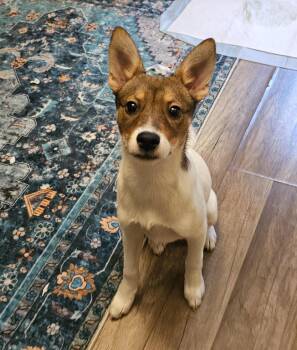 Terrier and Rat Terrier Dogs Available for Adoption in New York, New York - Bronwyn  | PetCurious