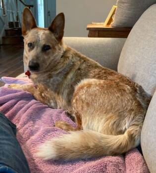 Australian Cattle Dog Blue Heeler Dogs Available for Adoption in Houston, Texas - Aero From Good Boy Town | PetCurious