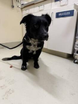 JUNIOR -  Border Collie and Australian Shepherd Dog for Adoption in Fremont, California - JUNIOR | PetCurious