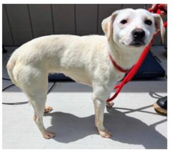 Jack Russell Terrier Dogs Available for Adoption in Greenbelt, Maryland - Pollywog | PetCurious