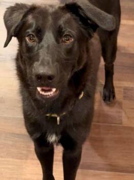 Rescue German Shepherd Dog Dogs for Adoption in Quitman, Texas - Arlo | PetCurious