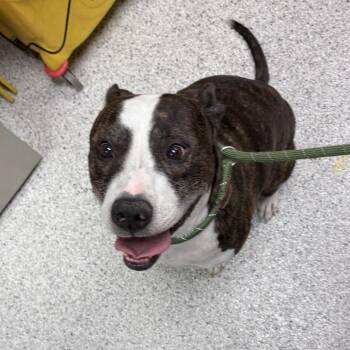 Hussle -  Pit Bull Terrier Dog for Adoption in Reno, Nevada - Hussle | PetCurious