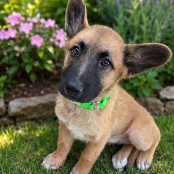 Liberty -  German Shepherd Dog and Anatolian Shepherd Dog for Adoption in Overland Park, Kansas - Liberty | PetCurious
