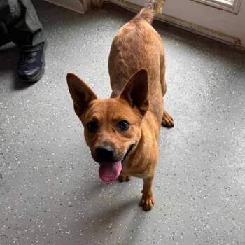 Rescue Cattle Dog Dogs for Adoption in Midland, Texas - Skye | PetCurious