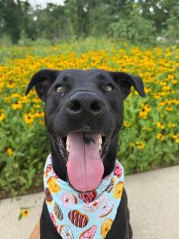 Labrador Retriever and German Shepherd Dog Dogs Available for Adoption in Friendswood, Texas - Ponderosa Perfect Prince | PetCurious