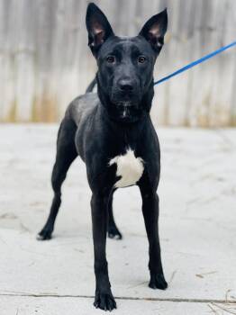 AC-4611 "Spunky" -  Belgian Shepherd Malinois Dog Available for Adoption in Conyers, Georgia - AC-4611 "Spunky" | PetCurious