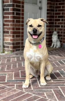 TAMERA -  American Staffordshire Terrier and Pit Bull Terrier Dog for Adoption in Houston, Texas - TAMERA | PetCurious