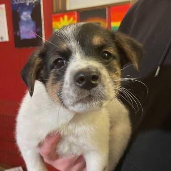 Australian Shepherd Dogs Available for Adoption - Darcy | PetCurious