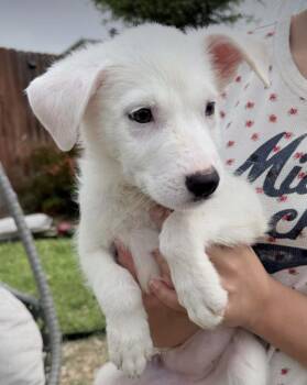 Great Pyrenees and Chihuahua Dogs Available for Adoption in Denver, Colorado - Donut | PetCurious
