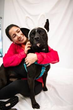 Mixed Breed Dogs Available for Adoption in Dallas, Texas - JACKIE | PetCurious