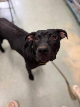 Clifford -  Mixed Breed Dog for Adoption in Danielsville, Georgia - Clifford | PetCurious