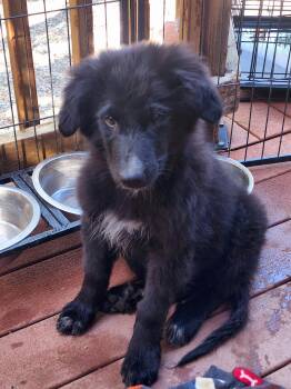 Mindy -  Border Collie and Great Pyrenees Dog for Adoption in Rancho Cucamonga, California - Mindy | PetCurious